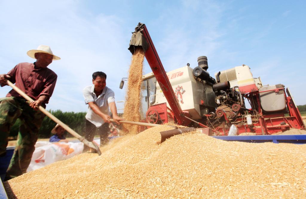 今年全國夏糧實現豐收 總産量達2923億斤
