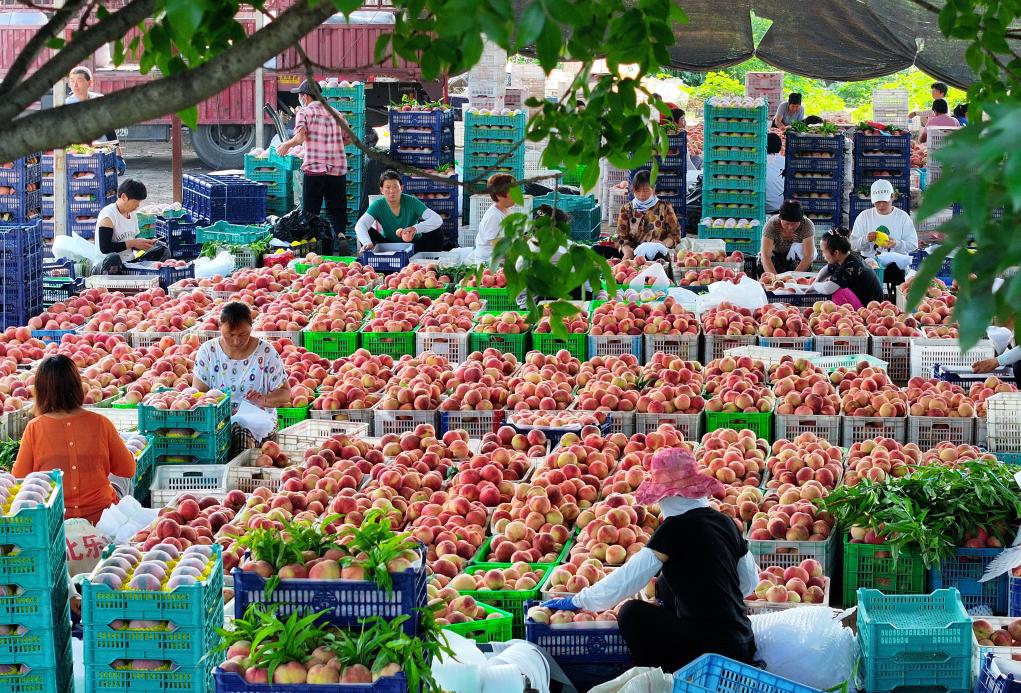 河北樂亭：鮮桃産業“映紅”鄉村振興路