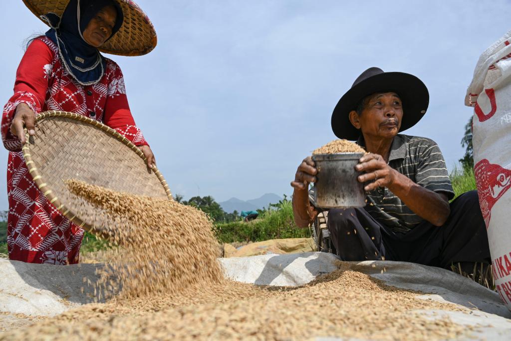 印度尼西亞：收穫稻米