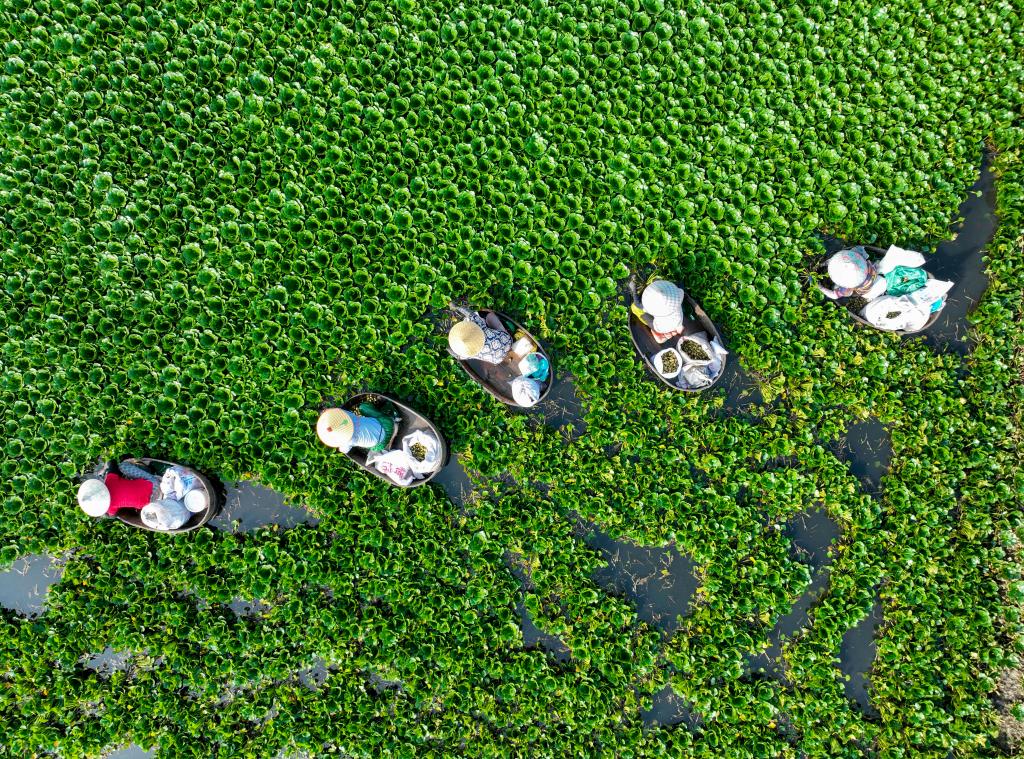 江蘇泰州：菱角豐收採摘忙