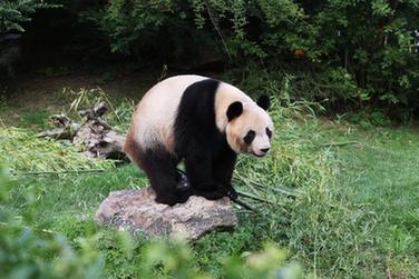 大熊貓“圓夢”將於7月25日返回中國