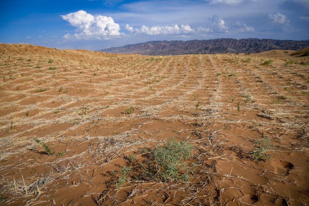 高質量發展調研行丨寧夏中衛：多措並舉 綠進沙退