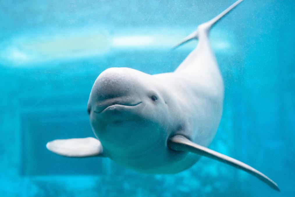 新時代中國調研行·長江篇丨守護“長江的微笑”