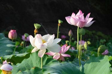 湖南湘潭：湘蓮産業興