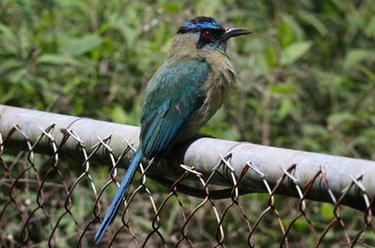 受氣候變化影響的哥斯達黎加雲霧森林