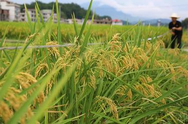 湖南隆回：再生稻頭季測産驗收