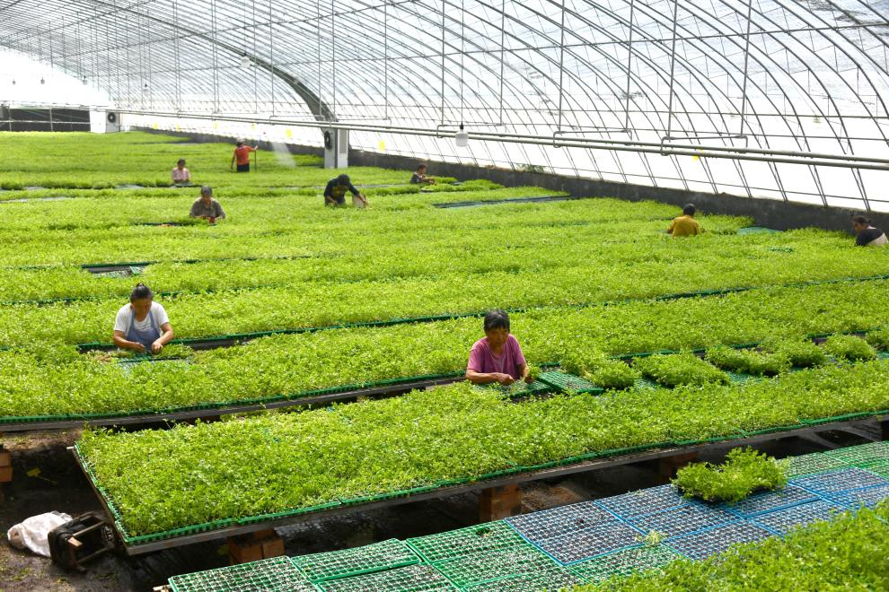 山東定陶：自動控溫大棚裏蔬菜育苗忙