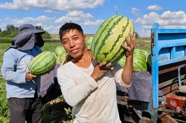 內蒙古無定河流域西瓜採摘忙
