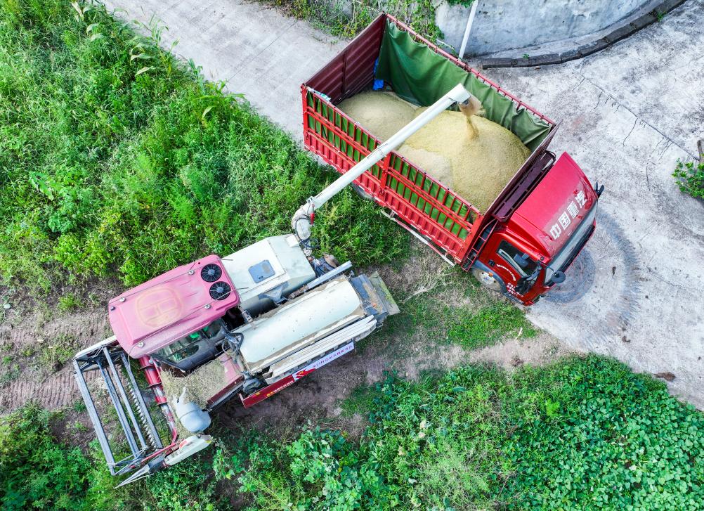 重慶永川：機械化作業為水稻收割按下快進鍵