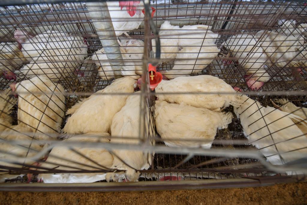 高溫天氣席捲以色列　上萬隻雞熱死