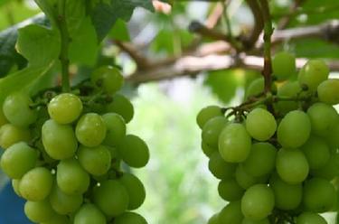 浙江諸暨：推進葡萄産業升級 助力現代農業發展