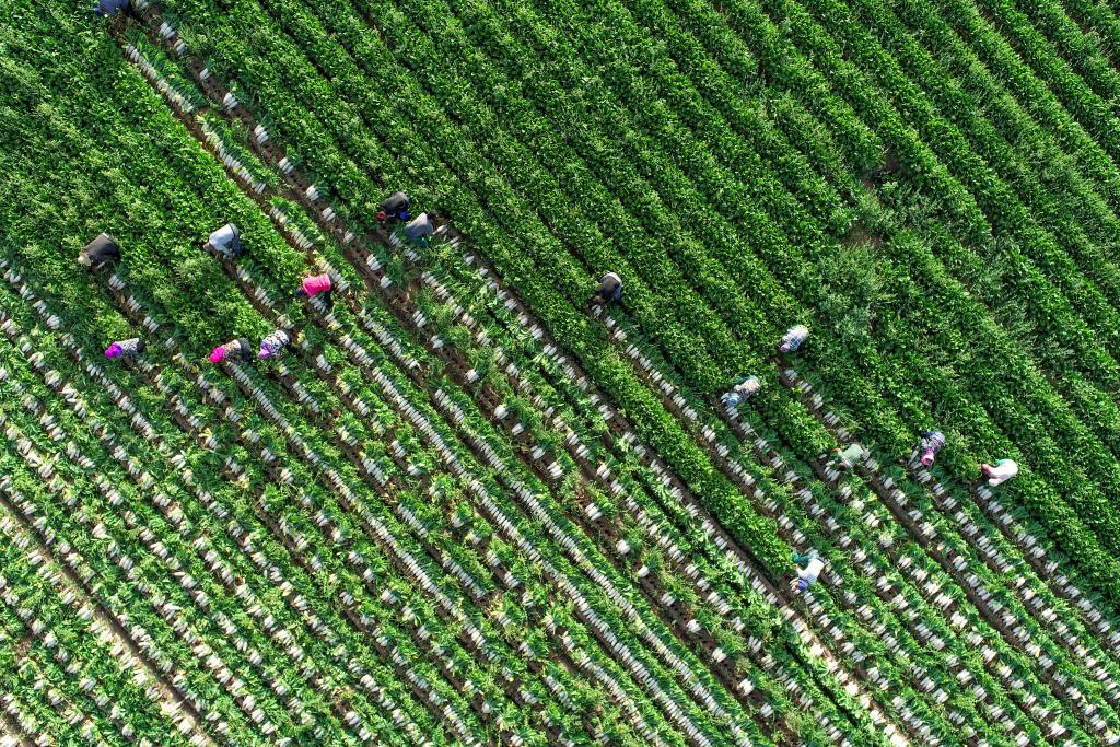 鄂爾多斯：蘿蔔産業鏈助農牧民增收
