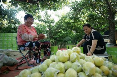 河北青縣：特色鮮果採摘忙