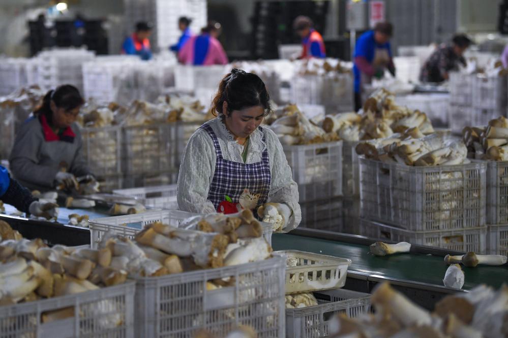 江蘇灌南：小菌菇 大産業