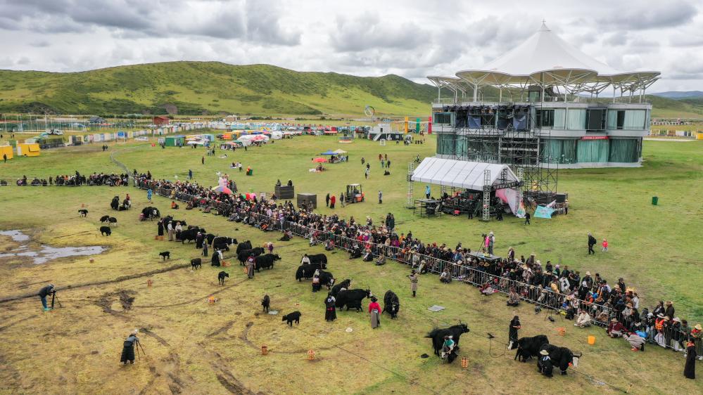 紅原大草原上的牦牛産奶量比賽