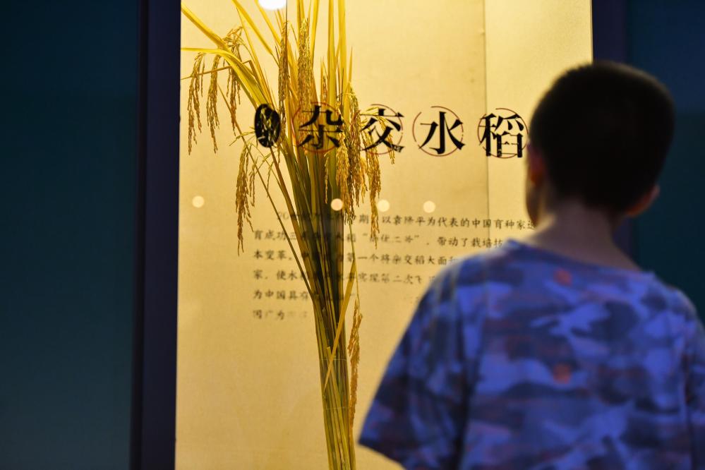 水稻博物館裏感受“粒粒皆辛苦”