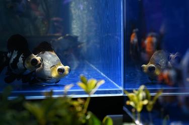 恭王府裏賞金魚