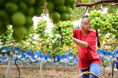 “95後”海歸碩士變身田園“創客”