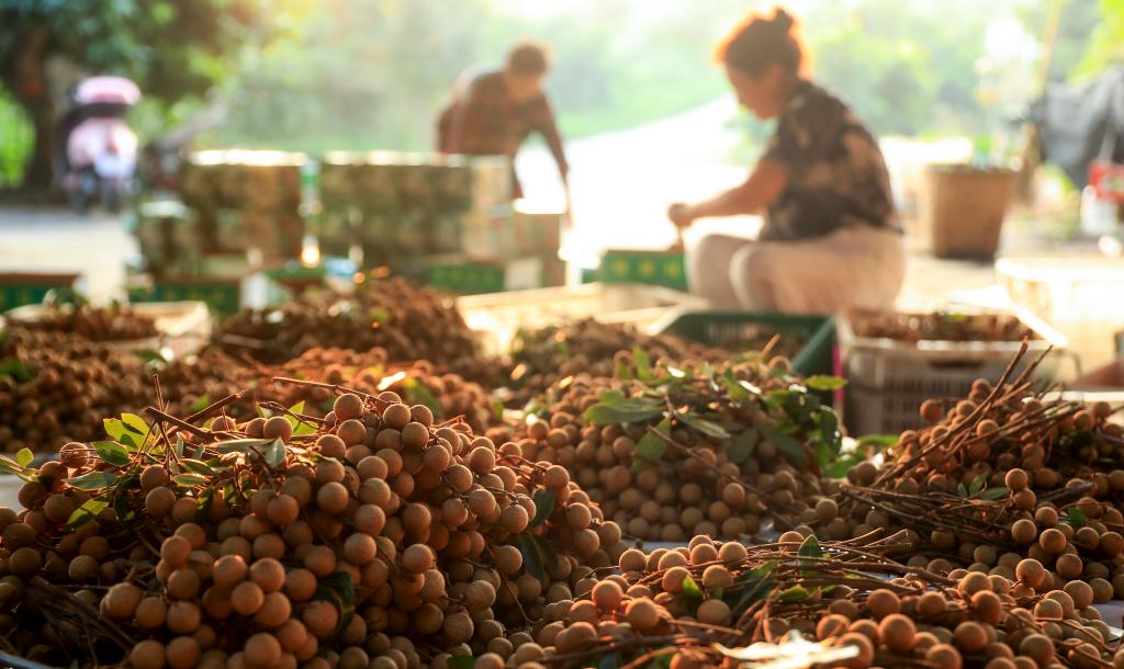 四川瀘州：採桂圓