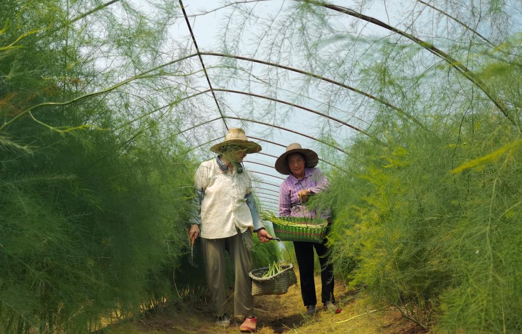 江西南昌：發展蘆筍産業助力鄉村振興