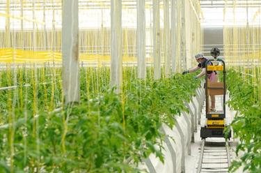 山東昌邑：高標準種植大棚裏蔬菜秋播秋種忙
