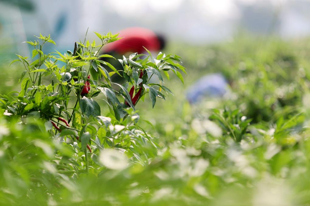 河南柘城：火紅辣椒開啟産業興旺富民路