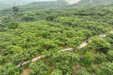 河北寬城：早熟板栗進入收穫季 板栗深加工助農增收