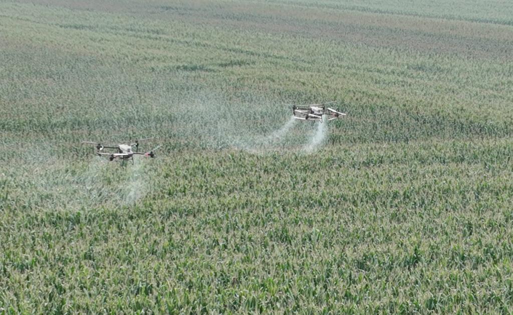 山東樂陵： “一防雙減”統防統治 助力秋糧穩産豐收