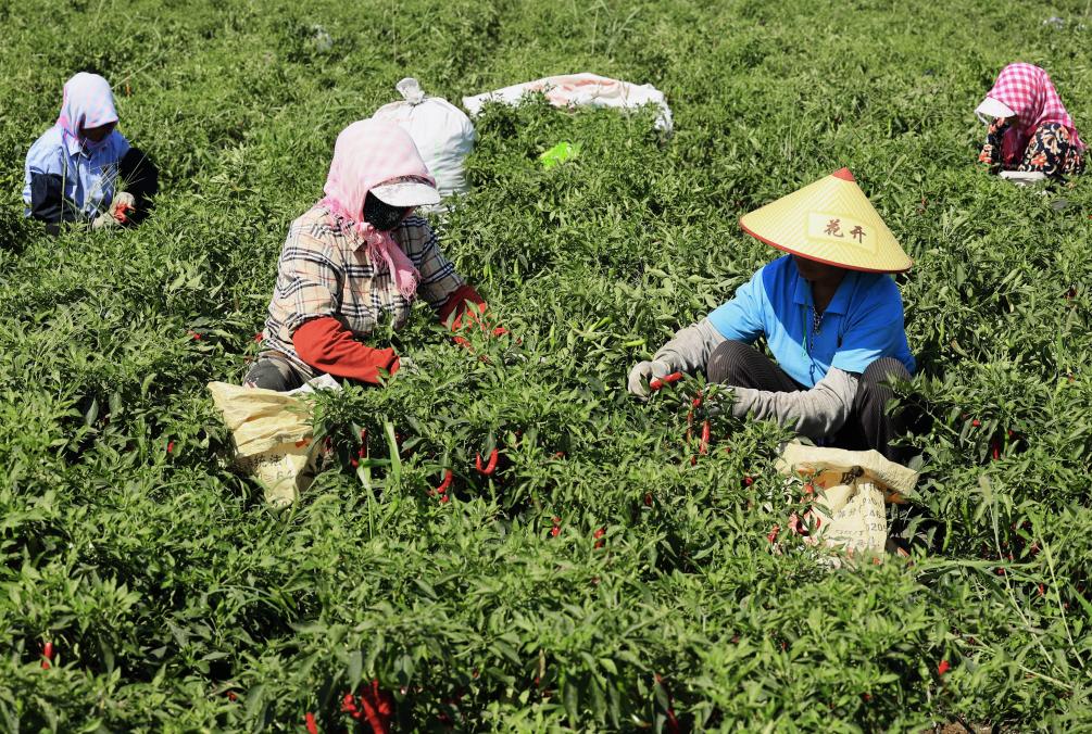 河北豐南：發展辣椒産業助力鄉村振興