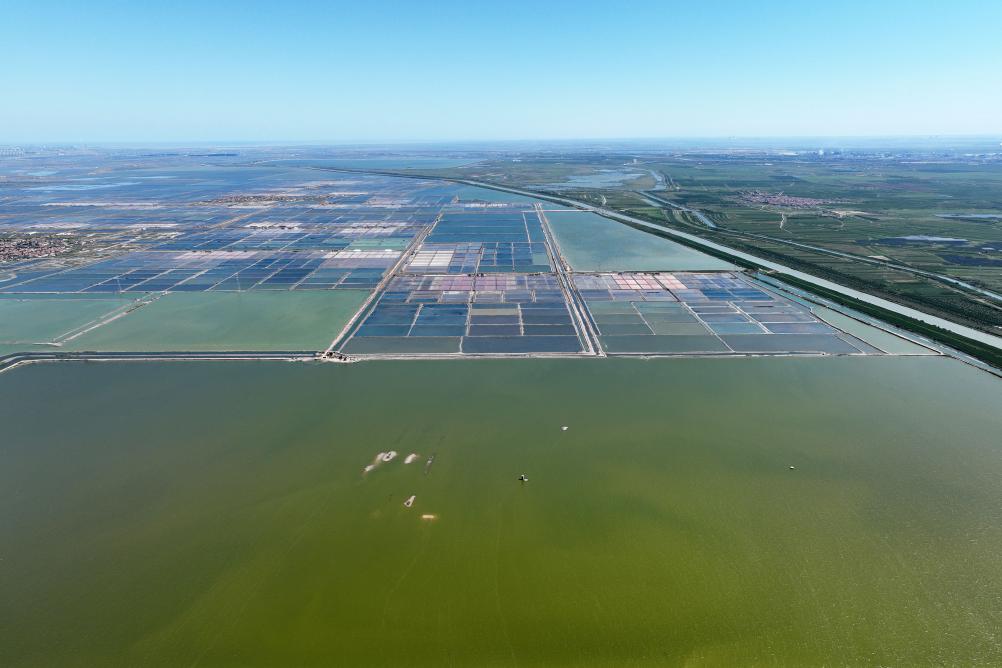 河北海興：“藍色糧倉”收穫忙