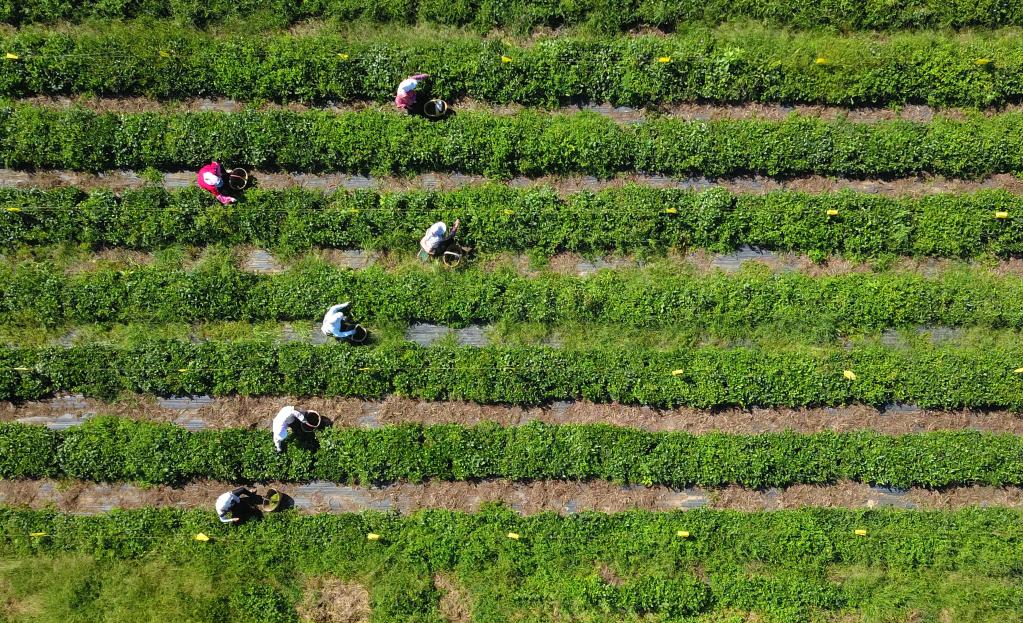 山東諸城：秋茶採摘加工忙