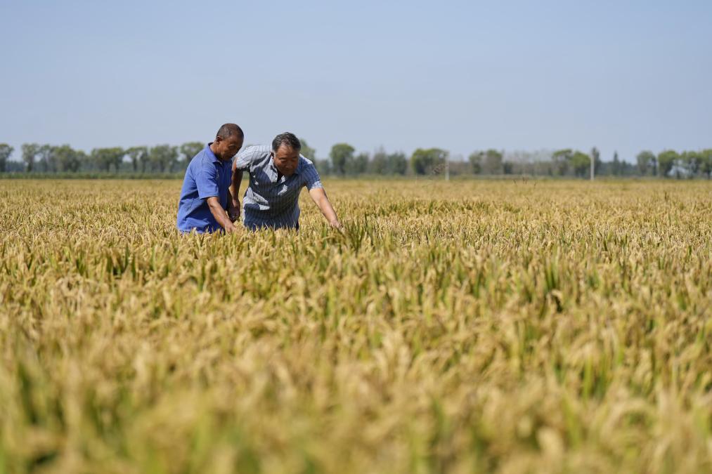河北樂亭：鹽鹼地上稻飄香