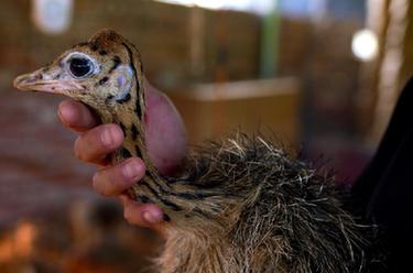 “00後”鴕鳥司令的小康之路