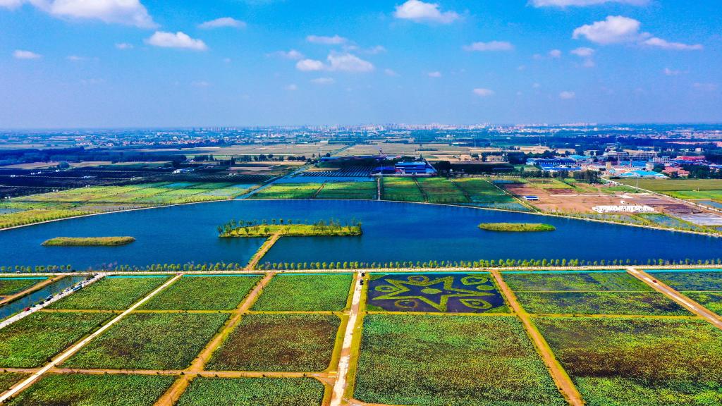 山東鄆城：採煤塌陷地變身農文旅“聚寶盆”