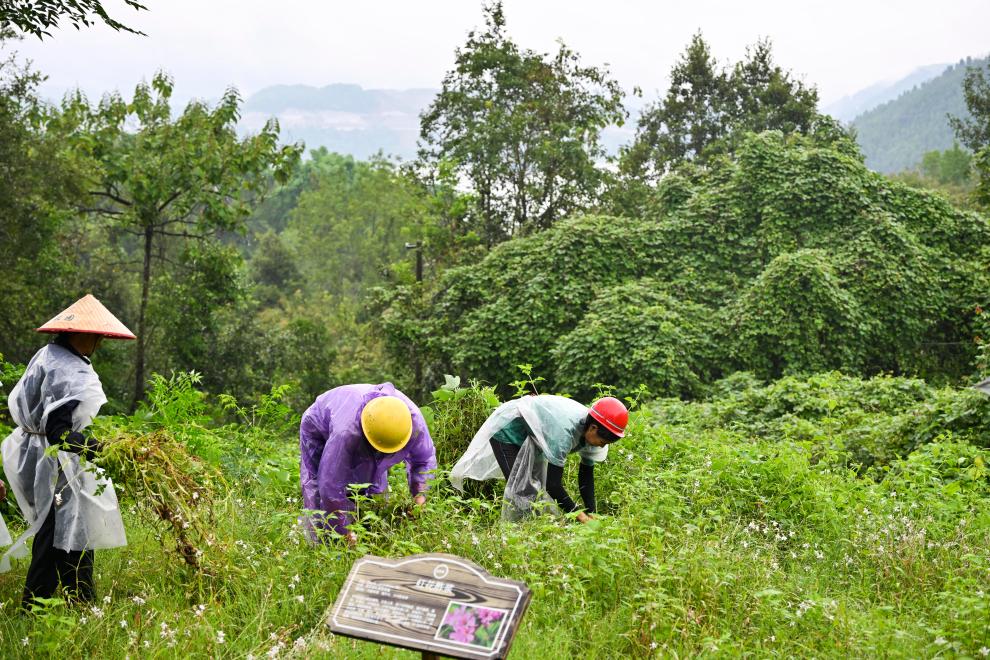 加強江岸治理 築牢長江上游重要生態屏障