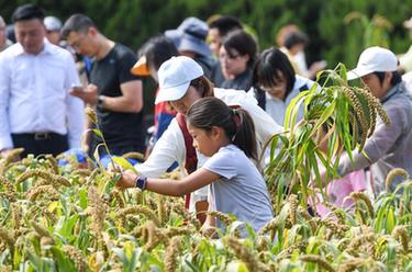 北京：先農壇裏體驗秋收農耕