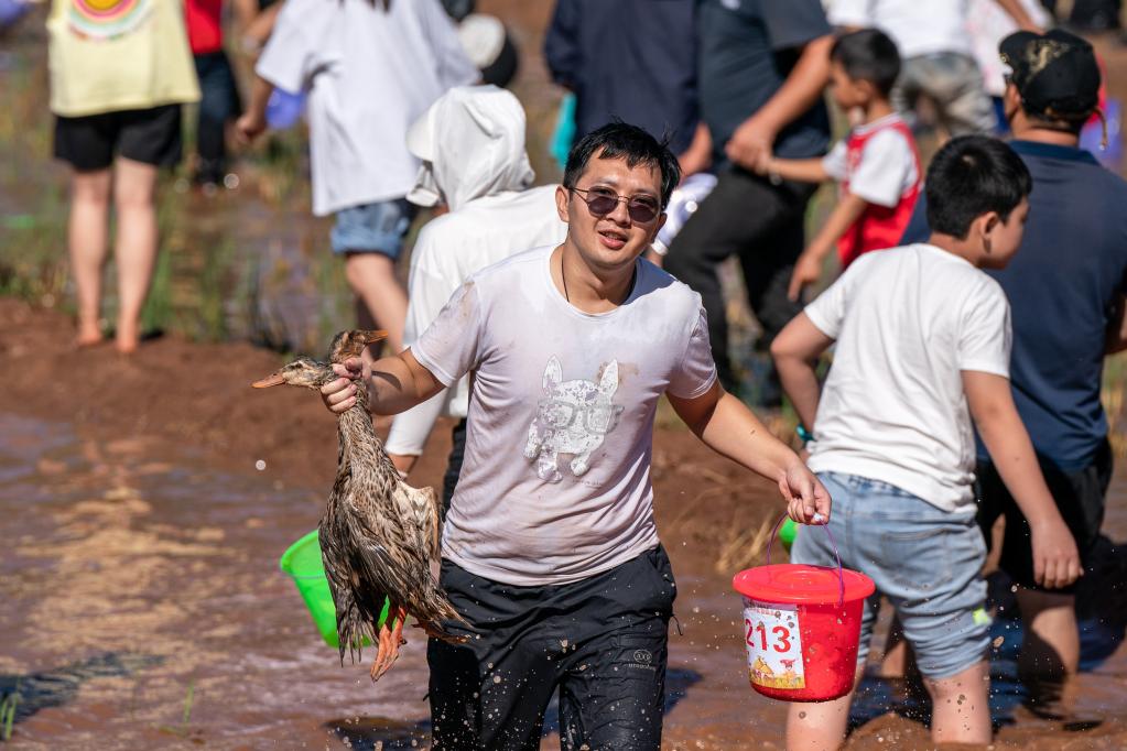 稻花香裏慶豐收