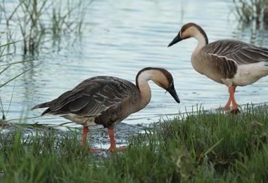 河北北戴河：生態“築巢”鳥兒舞翩躚