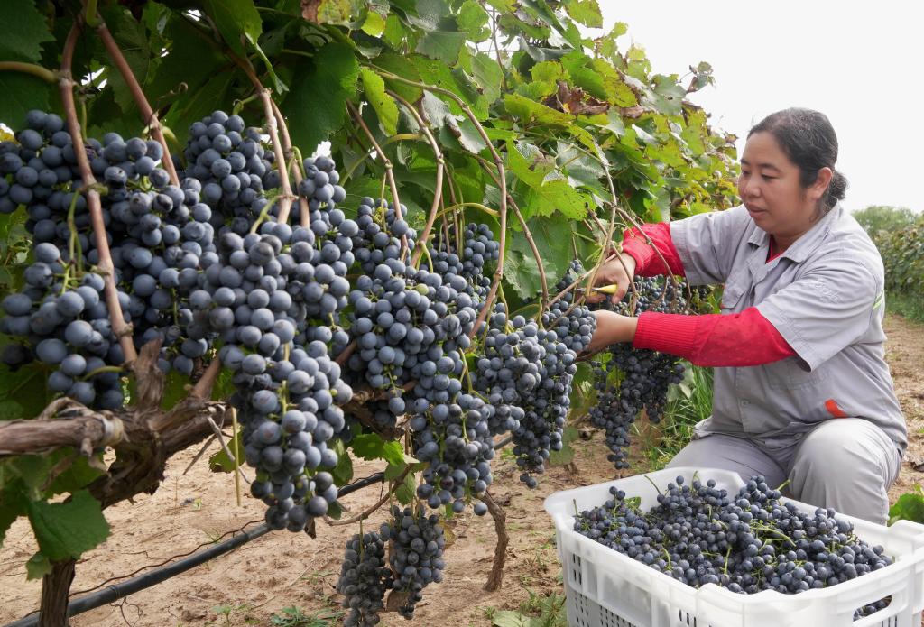 河北盧龍：釀酒葡萄收穫忙