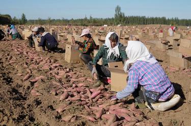 河北盧龍：紅薯收穫忙