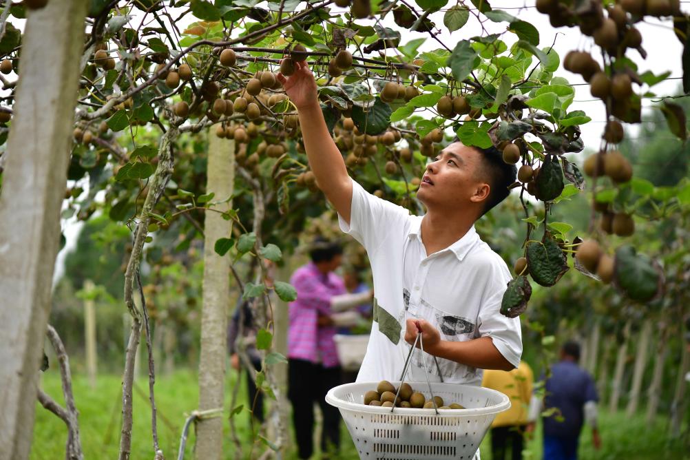 種獼猴桃的“95後”新農人
