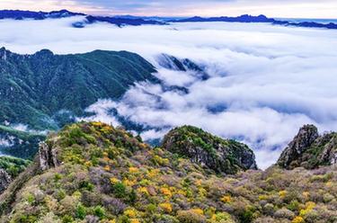 美麗中國丨陜西秦嶺牛背梁現雲海奇觀