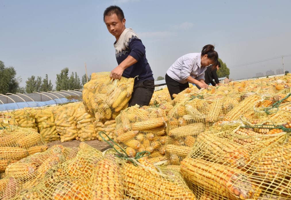 河北邢&：秋糧收儲忙