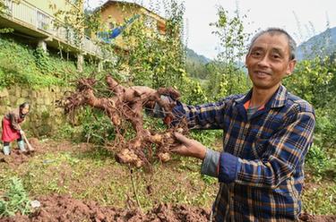高質量發展調研行丨重慶石柱中益鄉：特色黃精産業助力鄉村振興