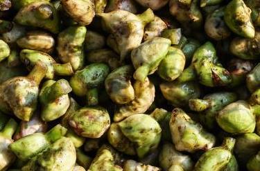 浙江嘉興：金秋南湖採菱忙