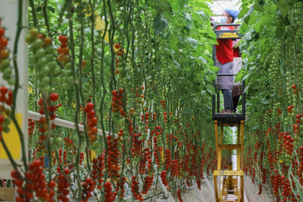 甘肅平涼：串收番茄收穫忙