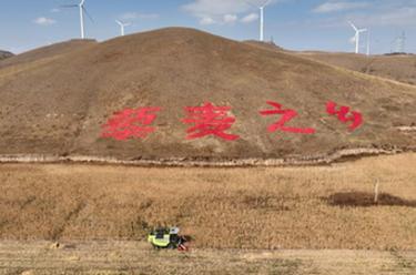 新華全媒+丨壩上藜麥熟 金秋收穫忙