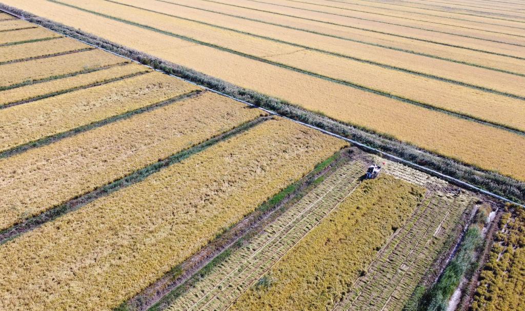 天津小站稻迎來收穫季