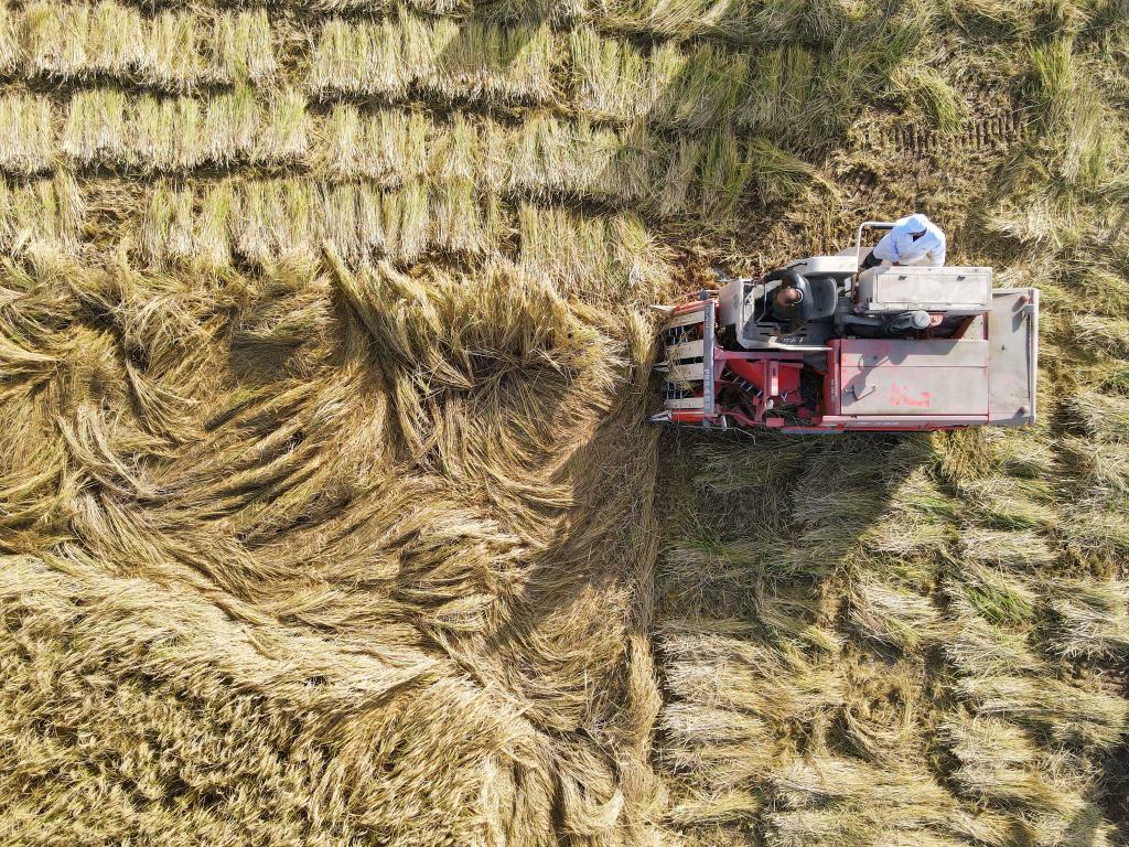 新疆沙漠邊緣萬畝連片耐鹽鹼水稻實測高産
