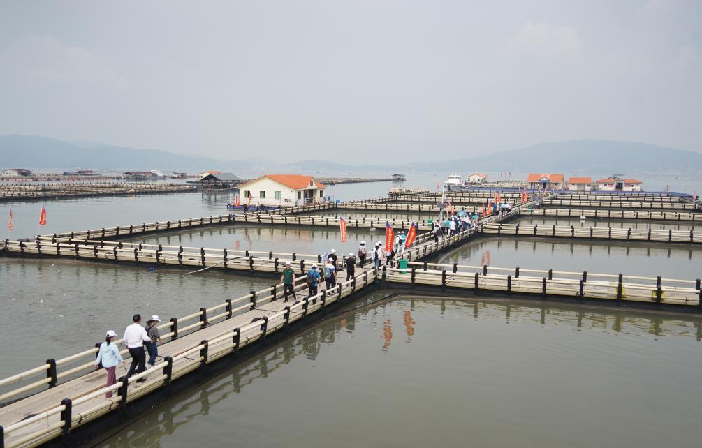 福建寧德：大黃魚産業助力鄉村振興